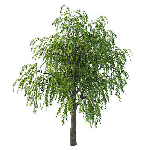 Schinus molle tree 3D model