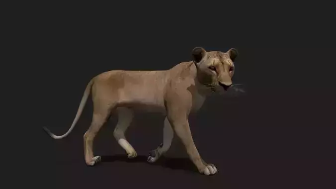 Realistic Animated Lioness 2