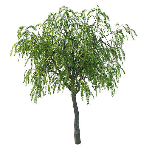 Schinus molle tree 02 3D model