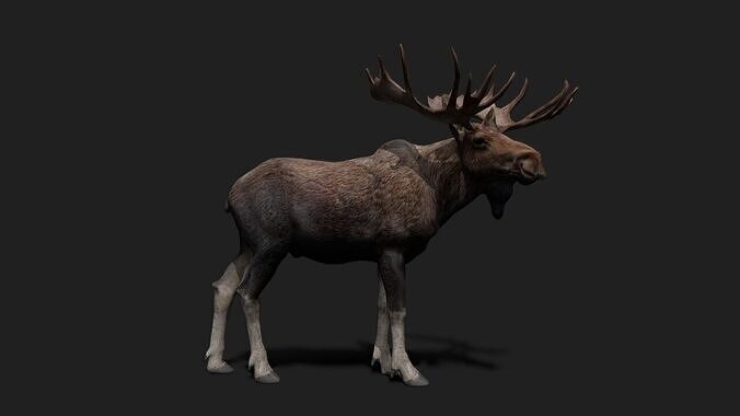 Realistic Animated Moose 2 Low-poly 3D model