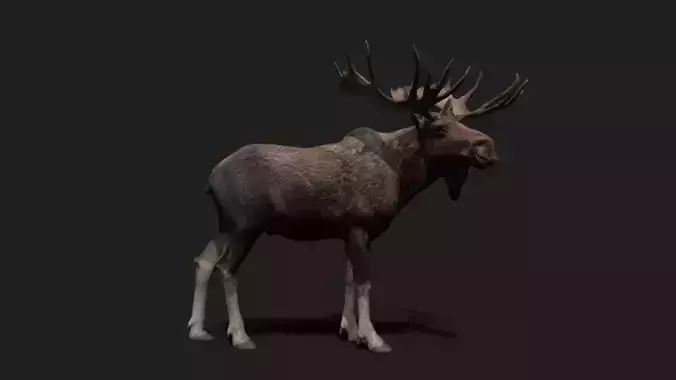 Realistic Animated Moose 2