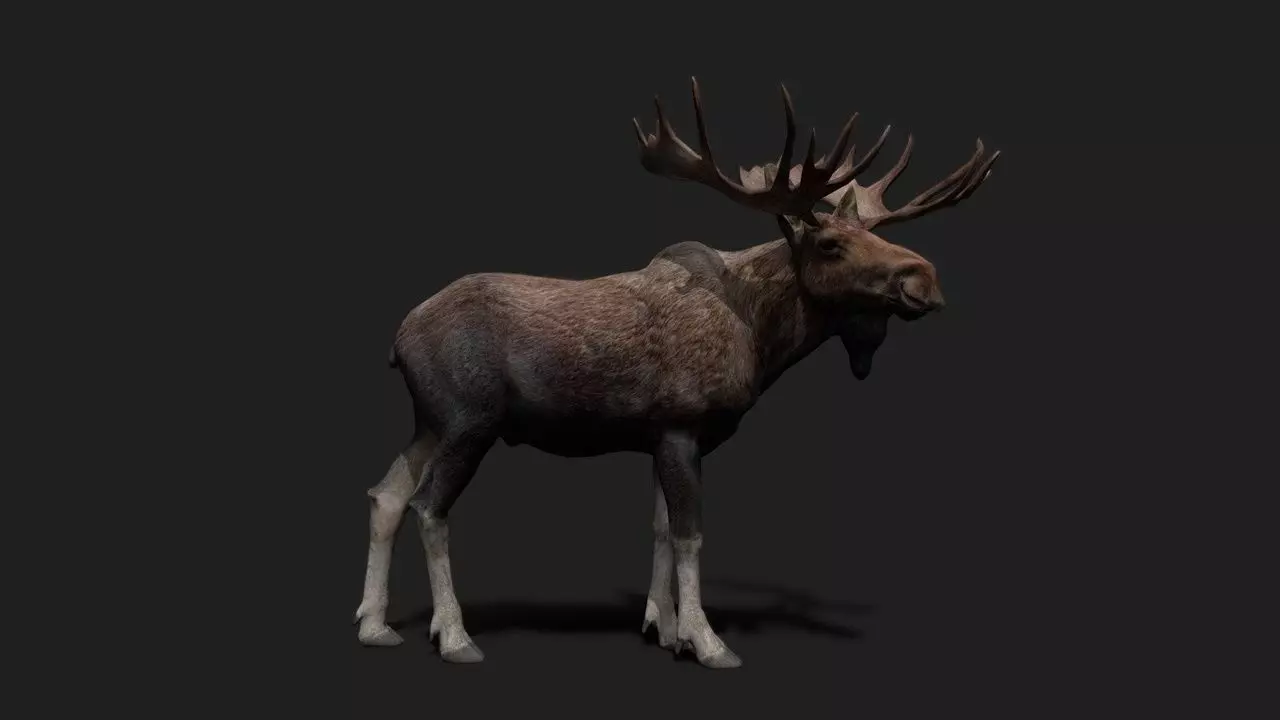 Realistic Animated Moose 2 Low-poly 3D model