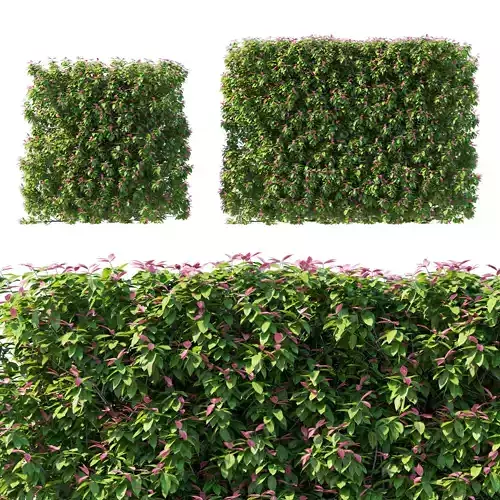 Syzygium cascade bush 03 3D model