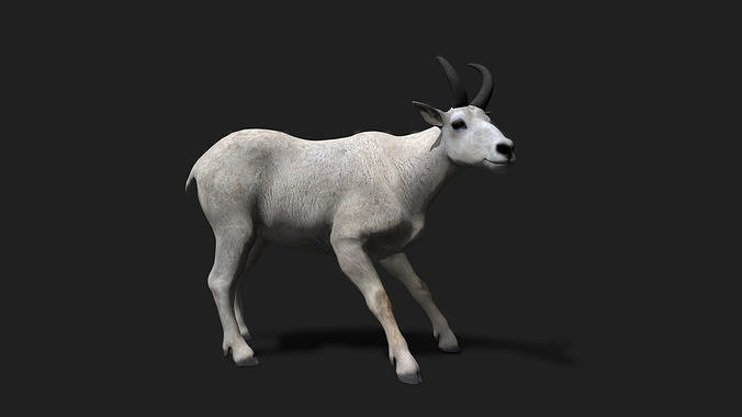 Realistic Animated Mountain Goat 2 Low-poly 3D model