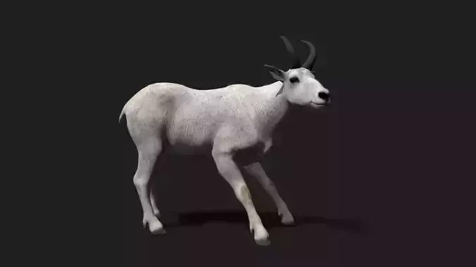 Realistic Animated Mountain Goat 2