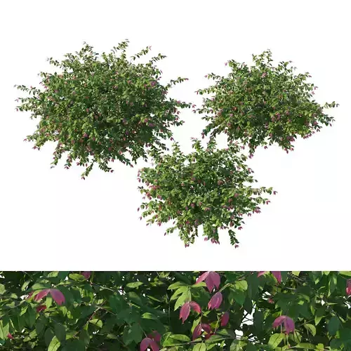 Syzygium cascade bush 02