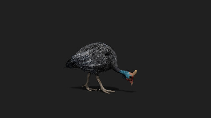 Realistic Animated Guinea Fowl 2 Low-poly 3D model