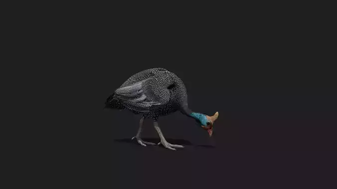 Realistic Animated Guinea Fowl 2