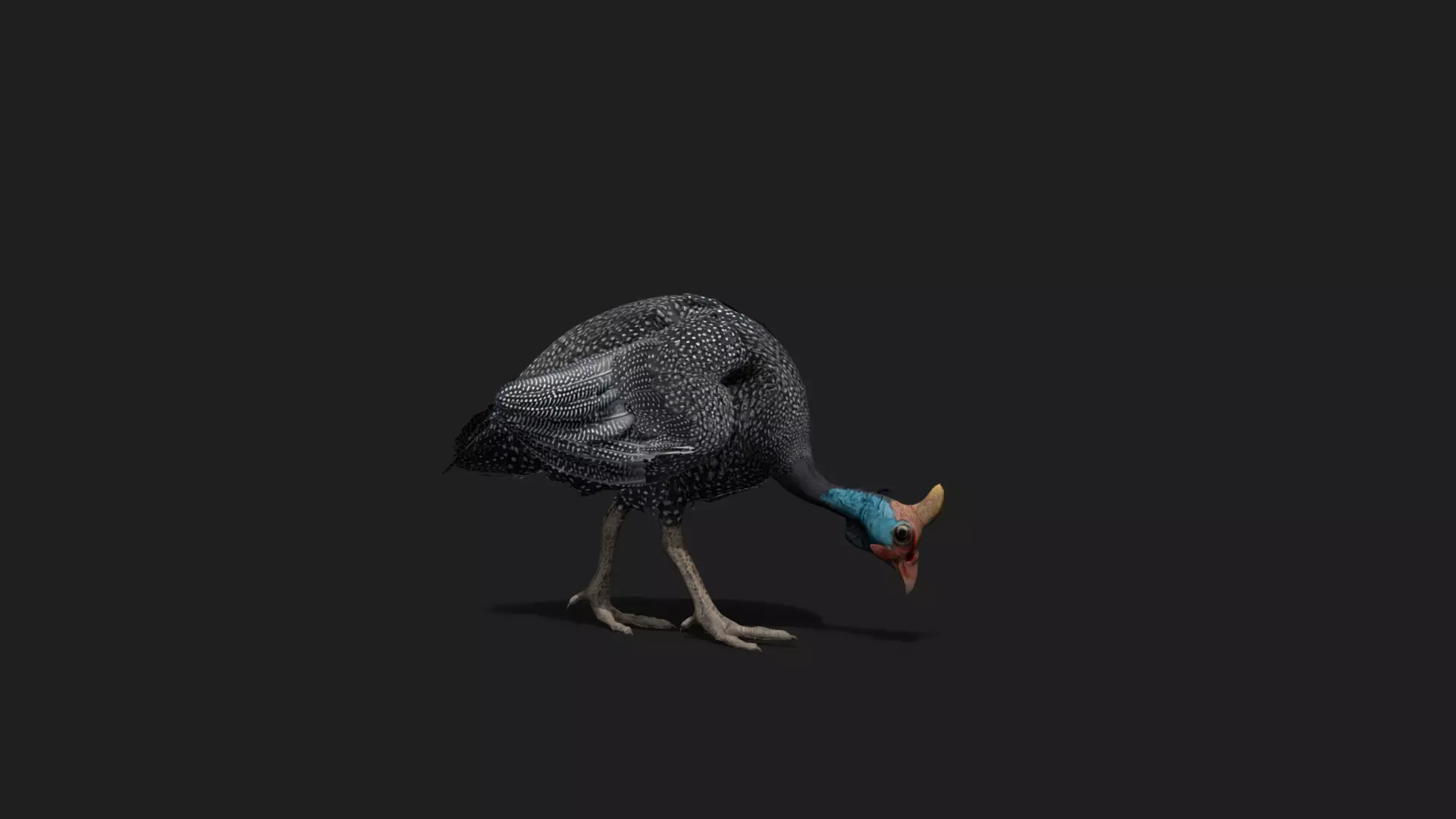 Realistic Animated Guinea Fowl 2 Low-poly 3D model
