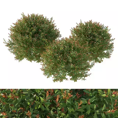 Acmena smithii Allyn Magic bush