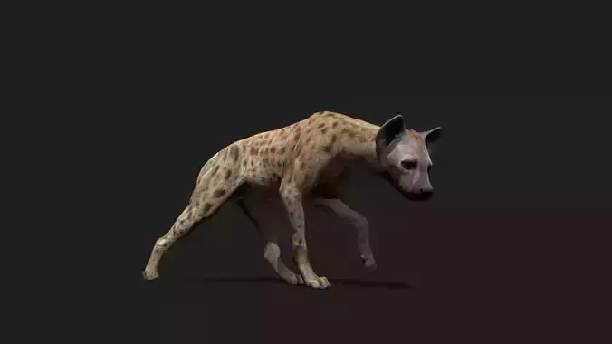 Realistic Animated Hyena 2 Low-poly 3D model