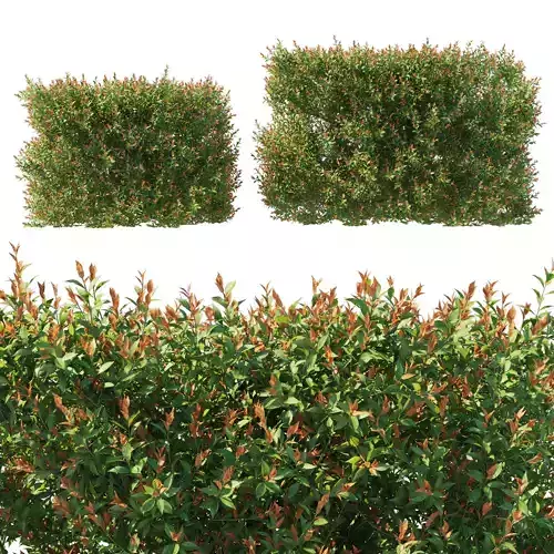 Acmena smithii Allyn Magic bush 02