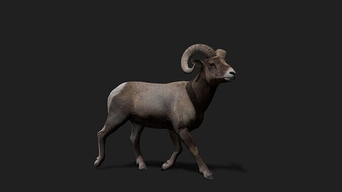 Realistic Animated Bighorn Sheep 2 Low-poly 3D model