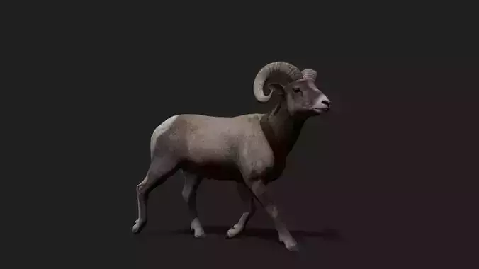 Realistic Animated Bighorn Sheep 2