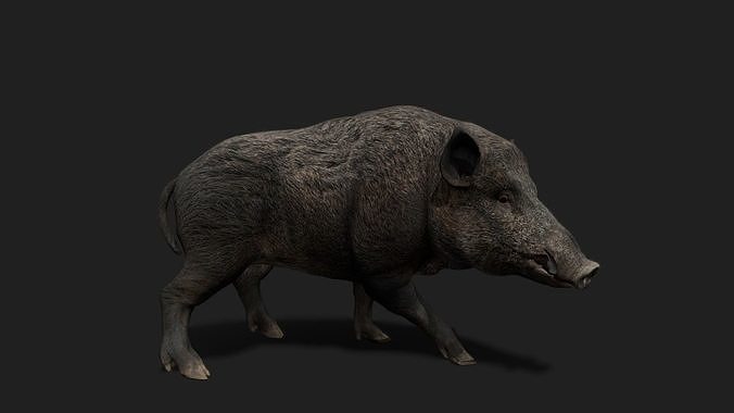 Realistic Animated Boar 2 Low-poly 3D model