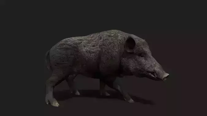 Realistic Animated Boar 2