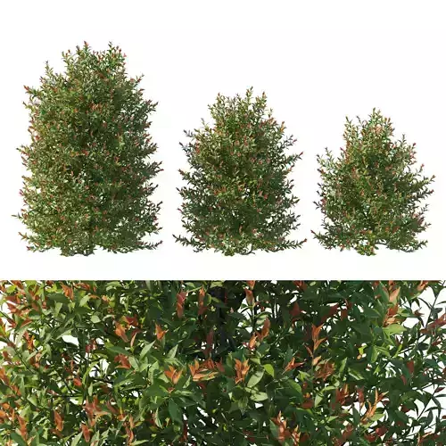 Acmena smithii Allyn Magic bush 03