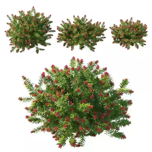 Callistemon citrinus Little John bush