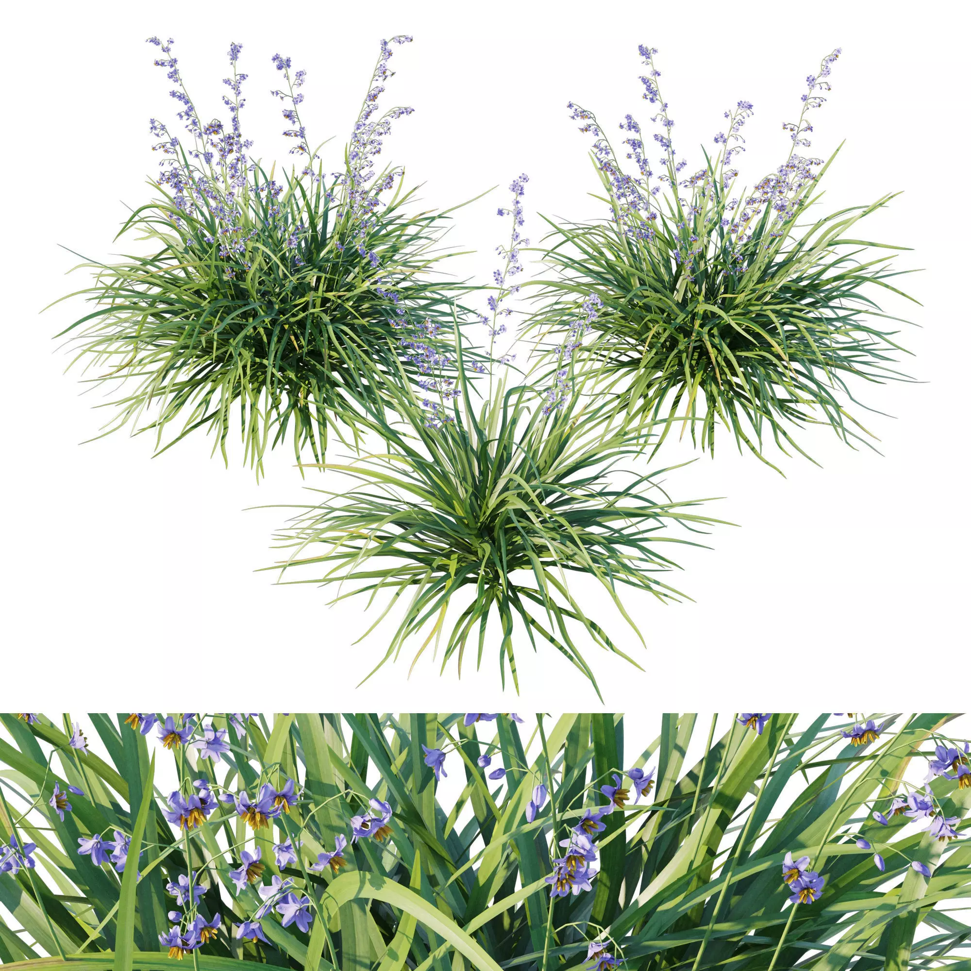 Dianella caerulea 3D model