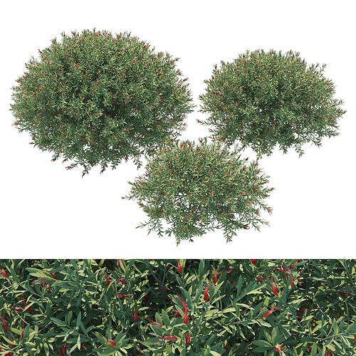 Eremophila glabra bush 3D model