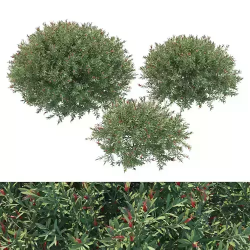 Eremophila glabra bush