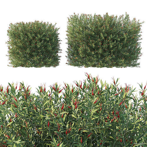 Eremophila glabra bush 02 3D model