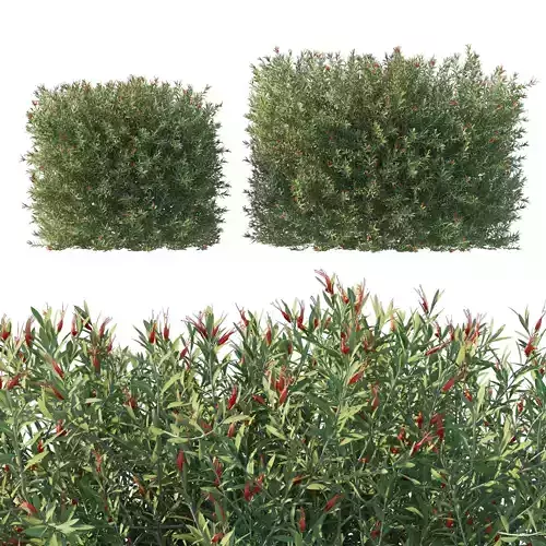 Eremophila glabra bush 02