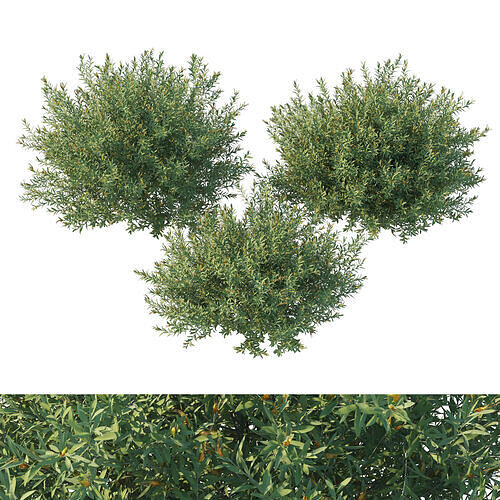 Eremophila glabra bush 03 3D model