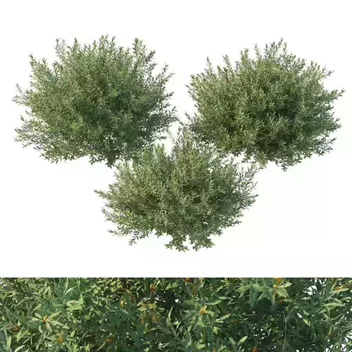 Eremophila glabra bush 03