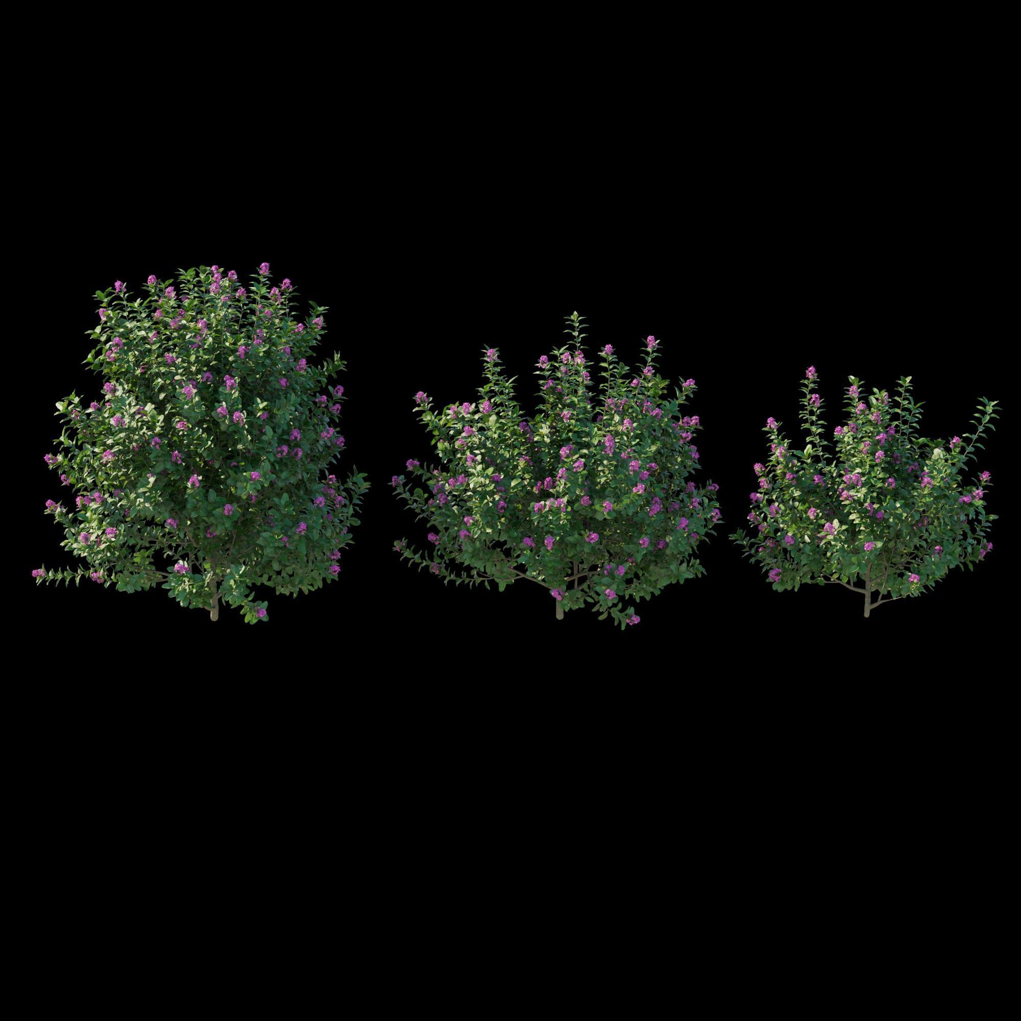 Escallonia Iveyi 02 3D model_5