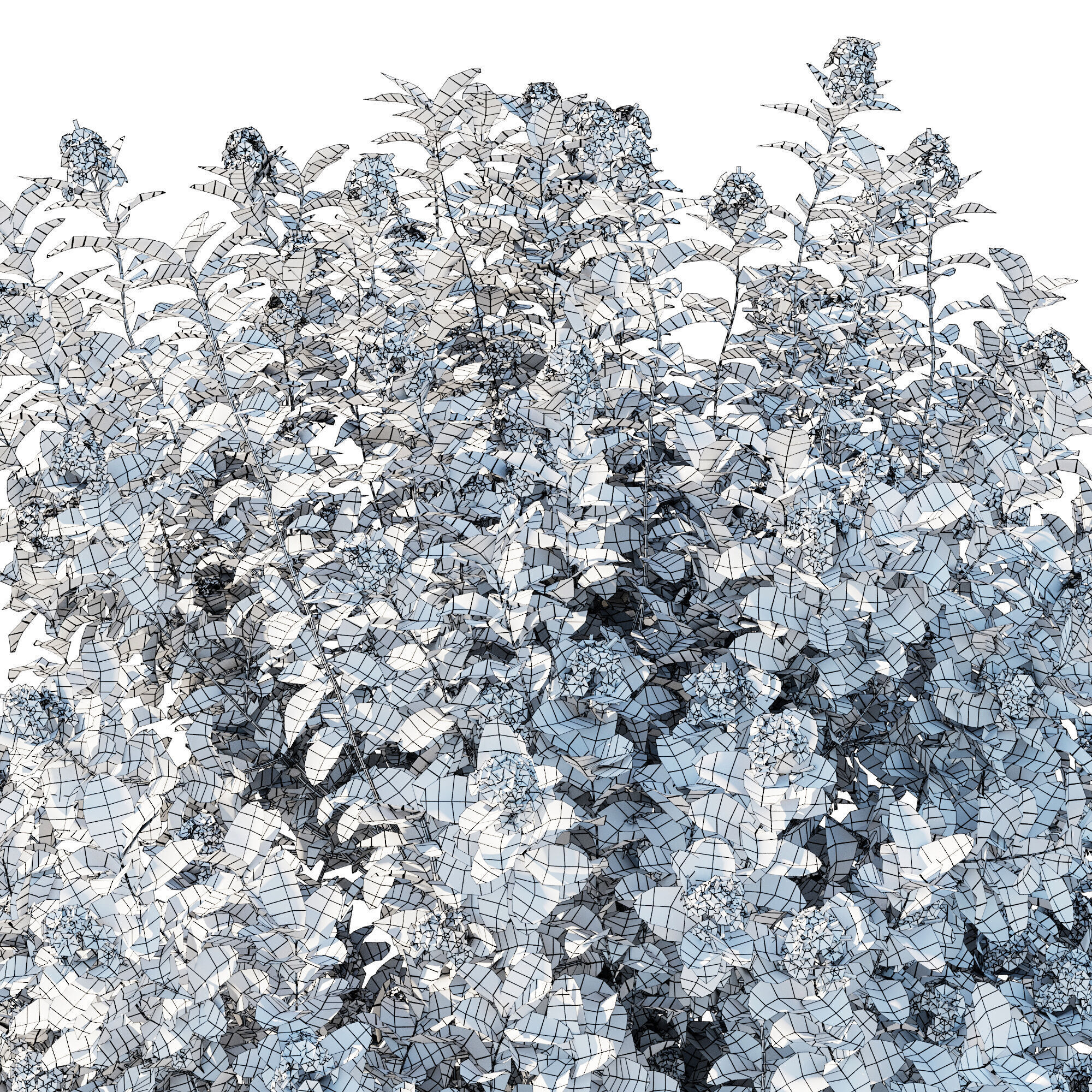 Escallonia Iveyi 02 3D model_4