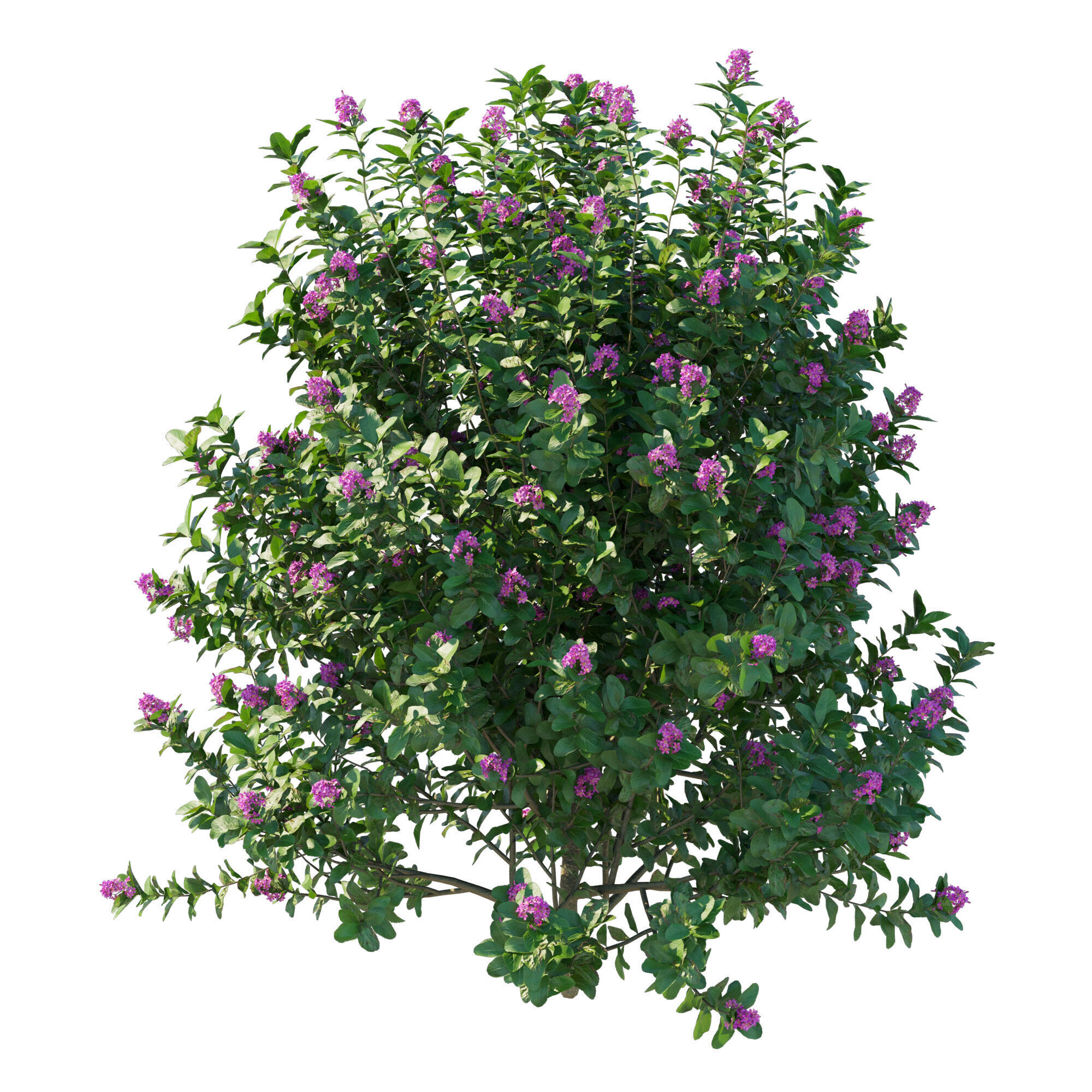 Escallonia Iveyi 02 3D model_1