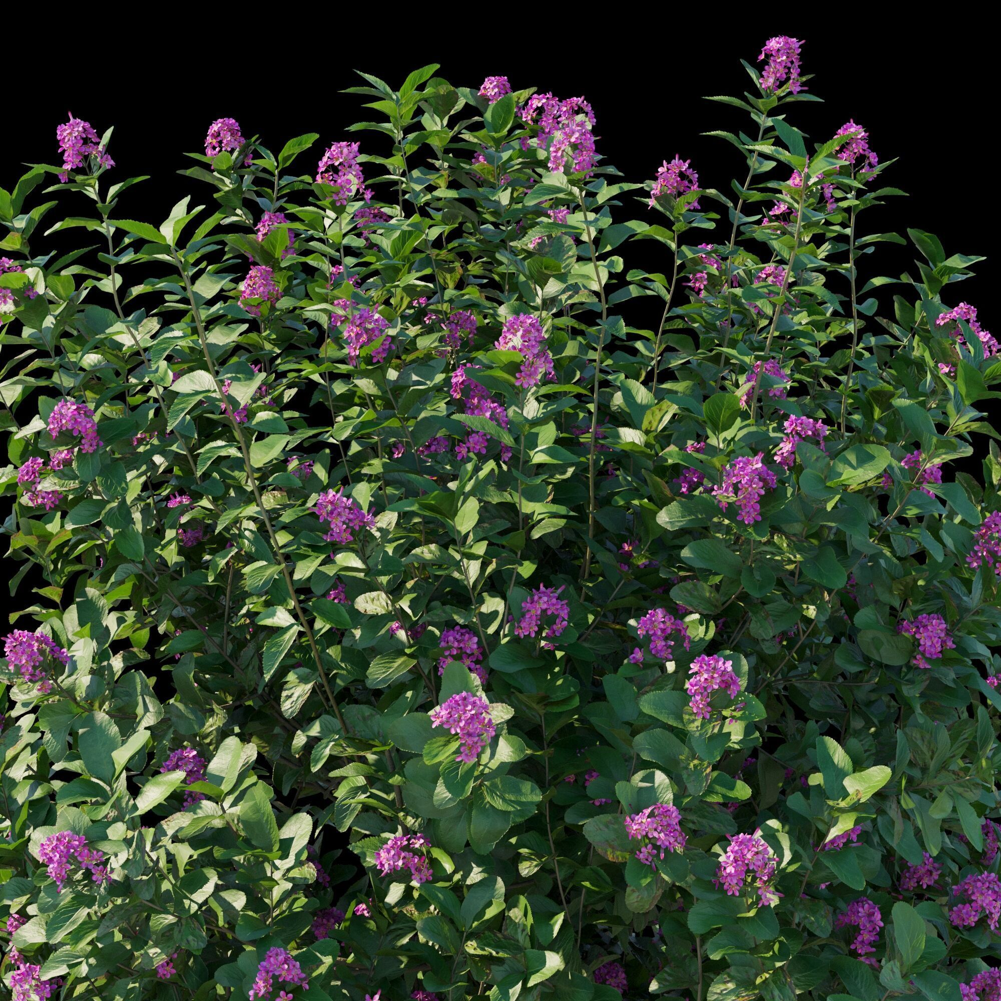 Escallonia Iveyi 02 3D model_8
