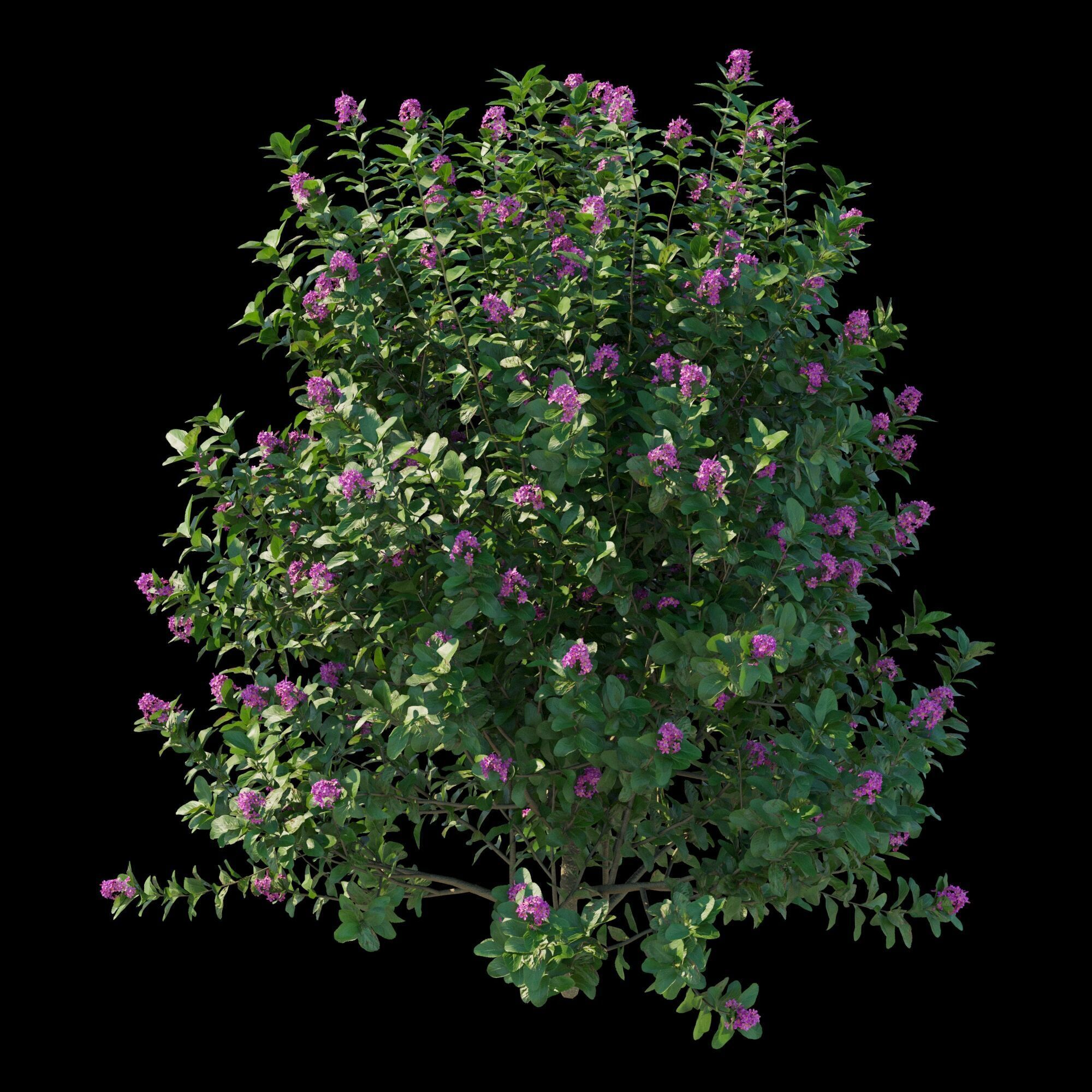 Escallonia Iveyi 02 3D model_6