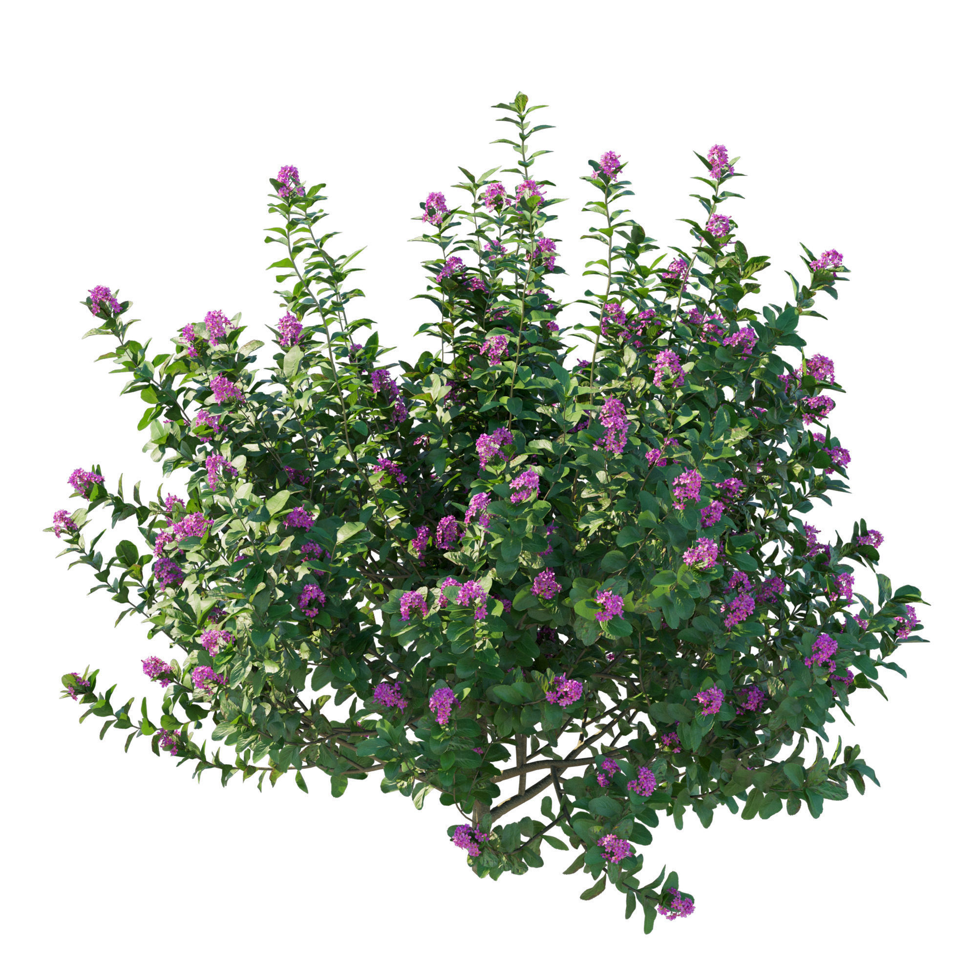 Escallonia Iveyi 02 3D model_2