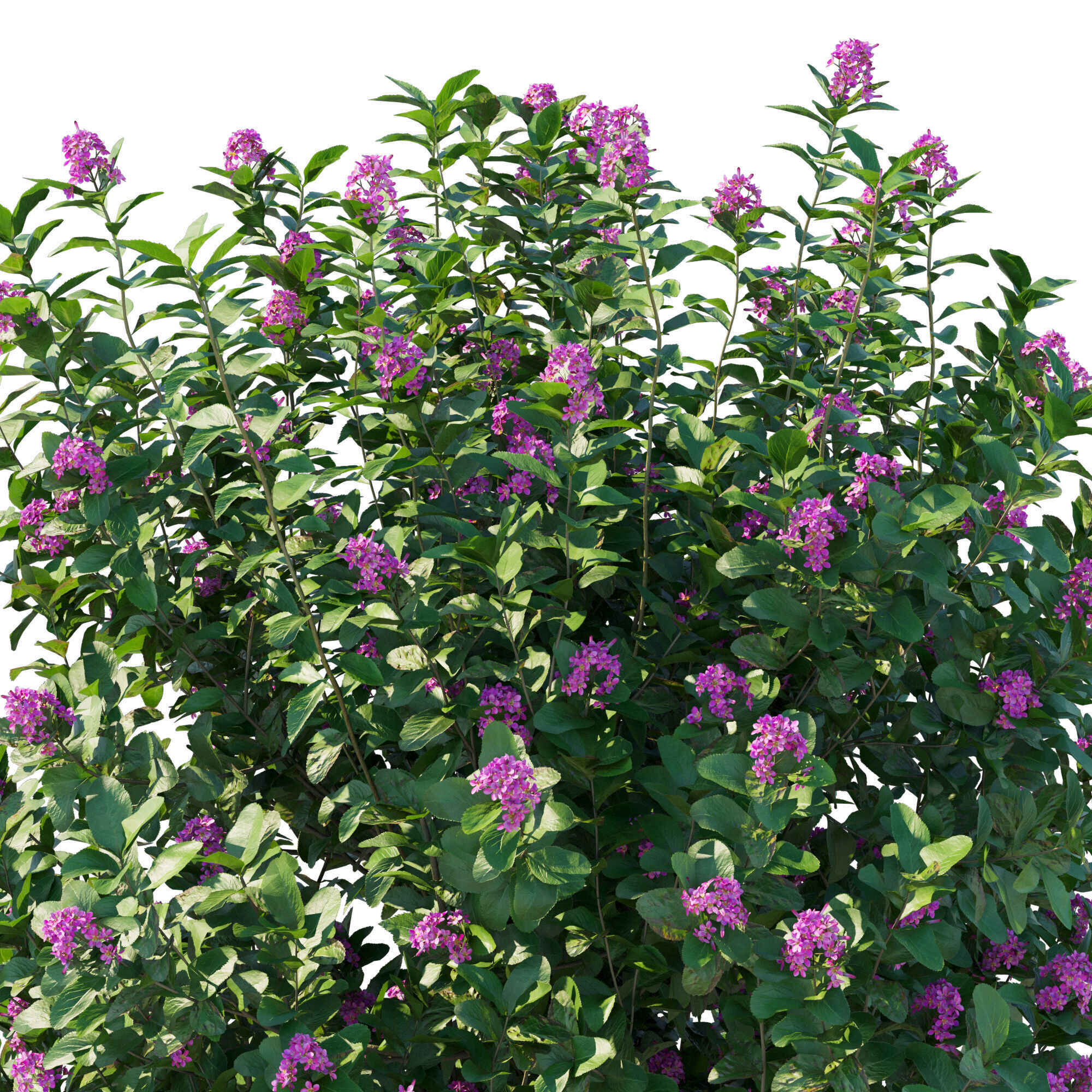 Escallonia Iveyi 02 3D model_3