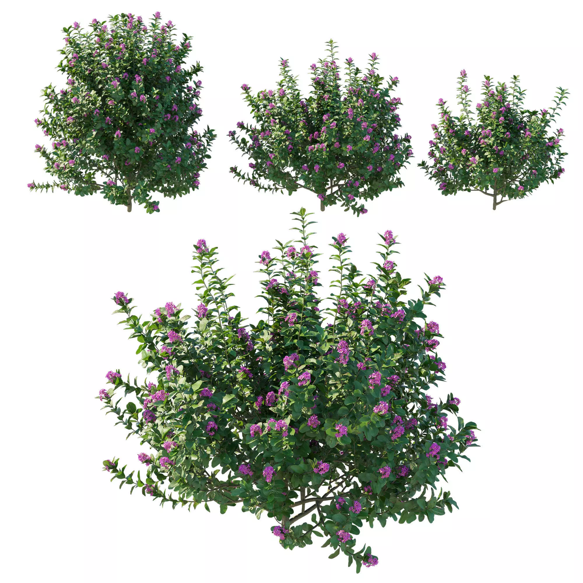Escallonia Iveyi 02 3D model_0