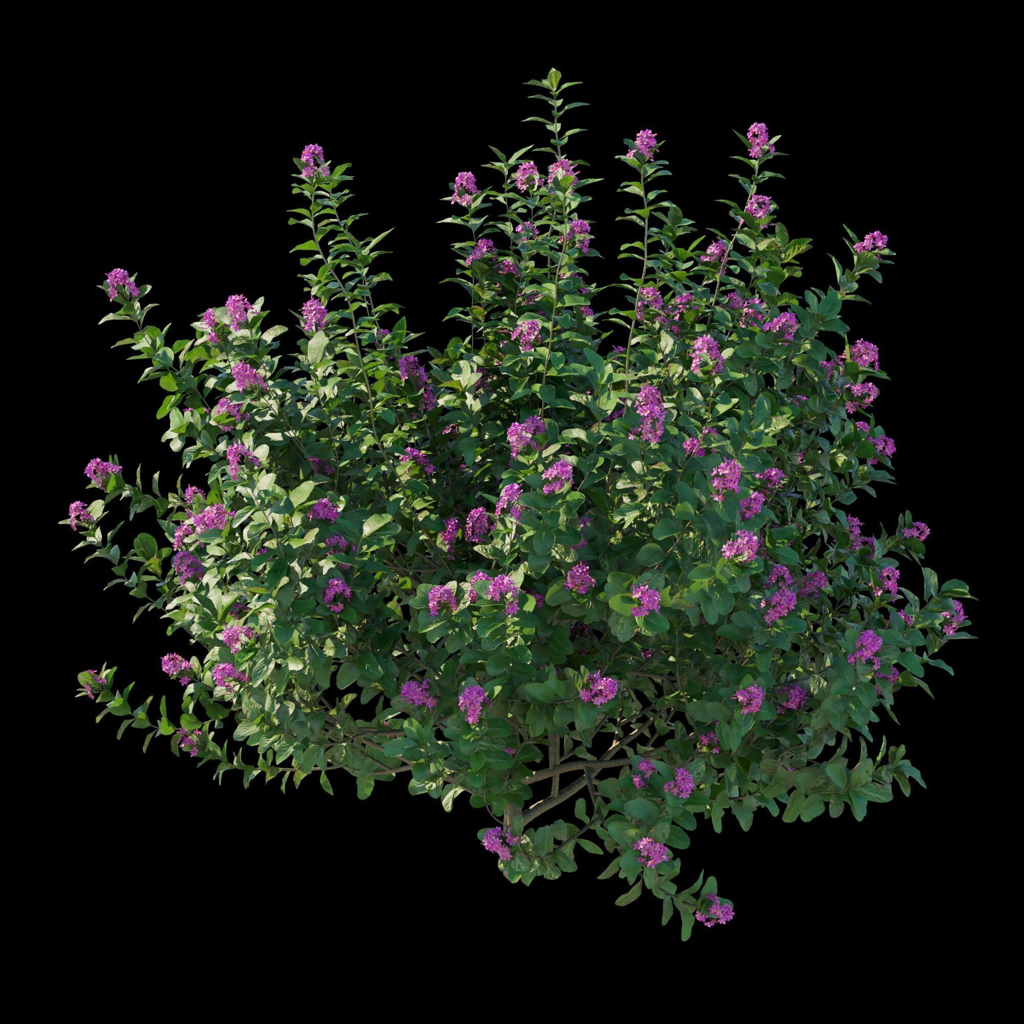 Escallonia Iveyi 02 3D model_7