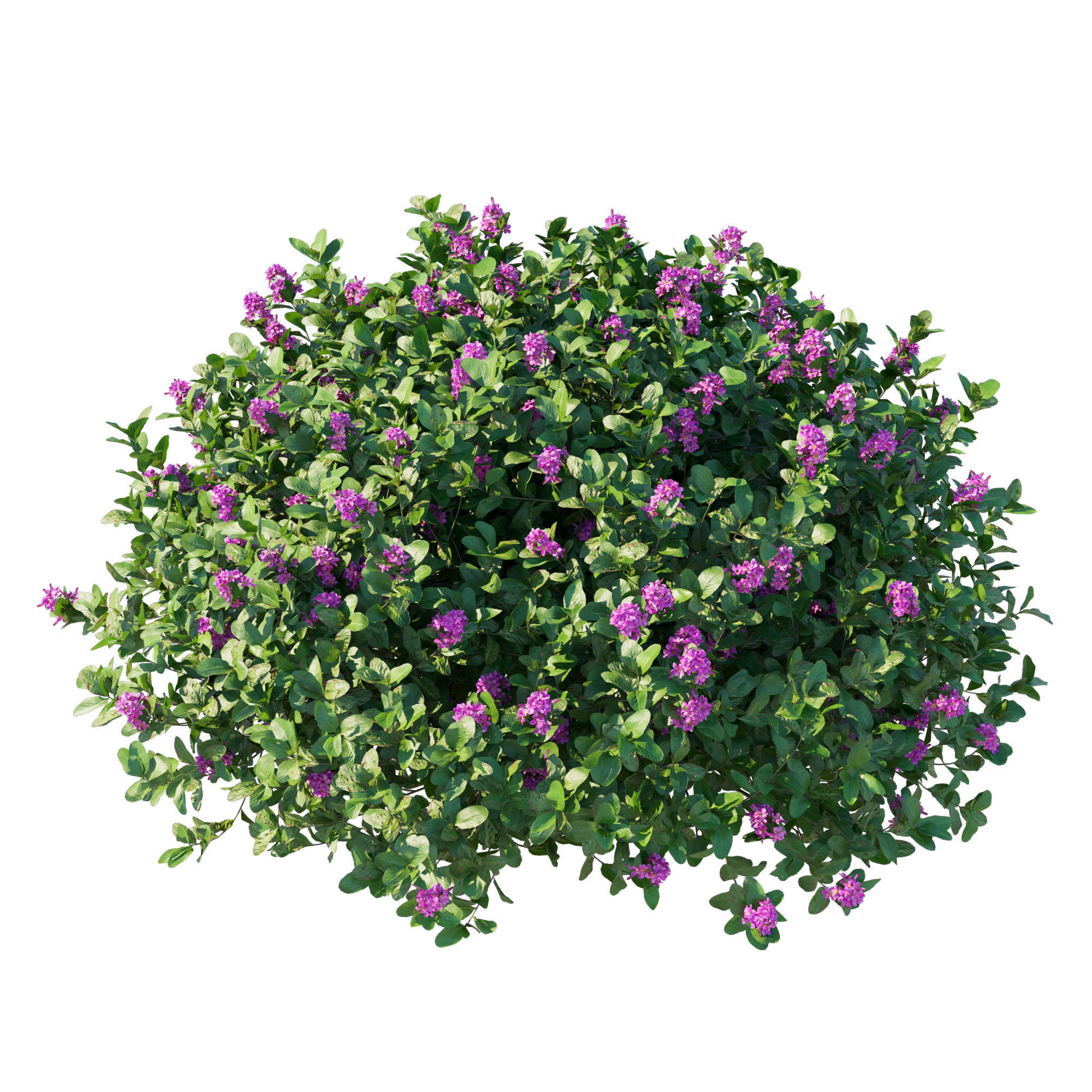 Escallonia Iveyi 04 3D model_2