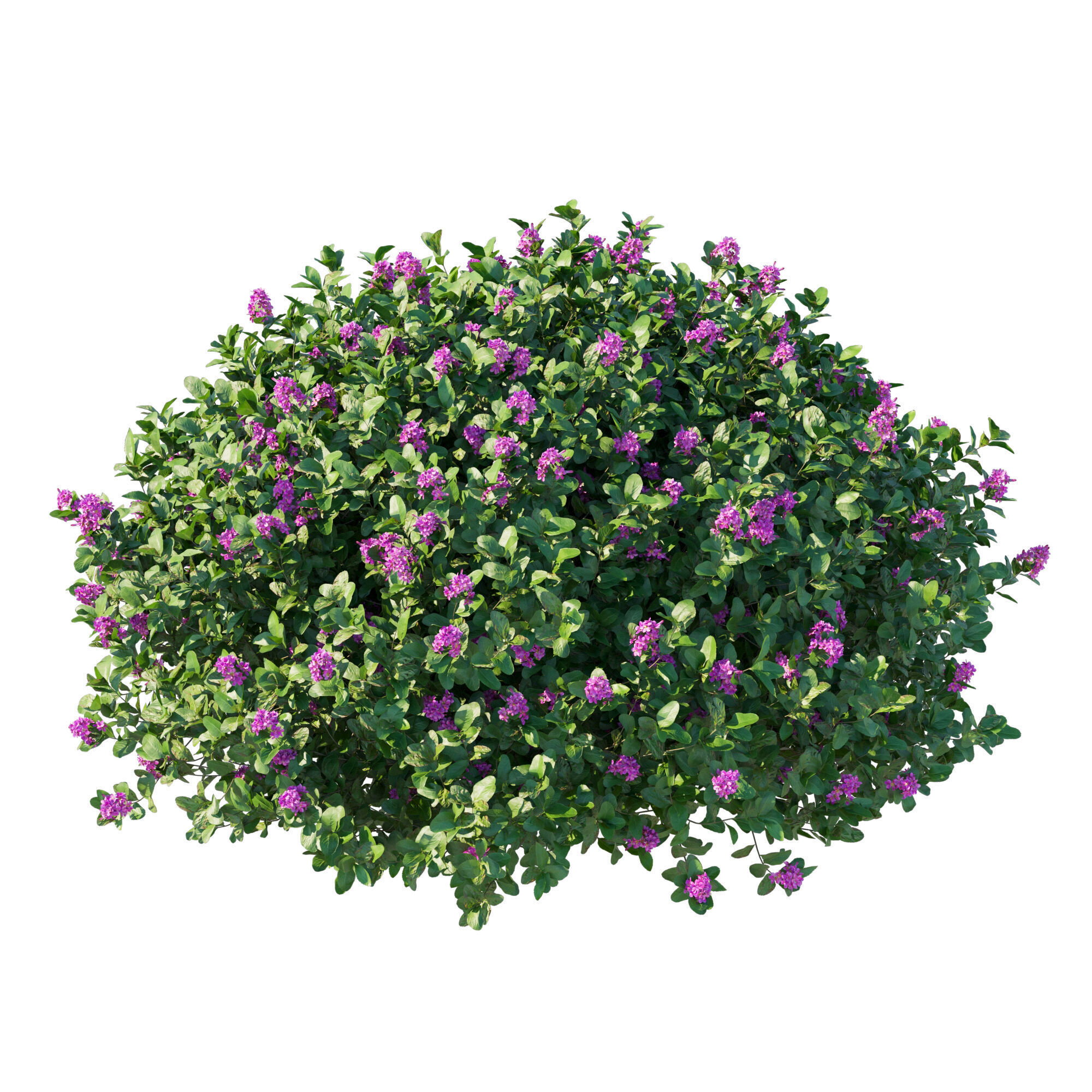 Escallonia Iveyi 04 3D model_1