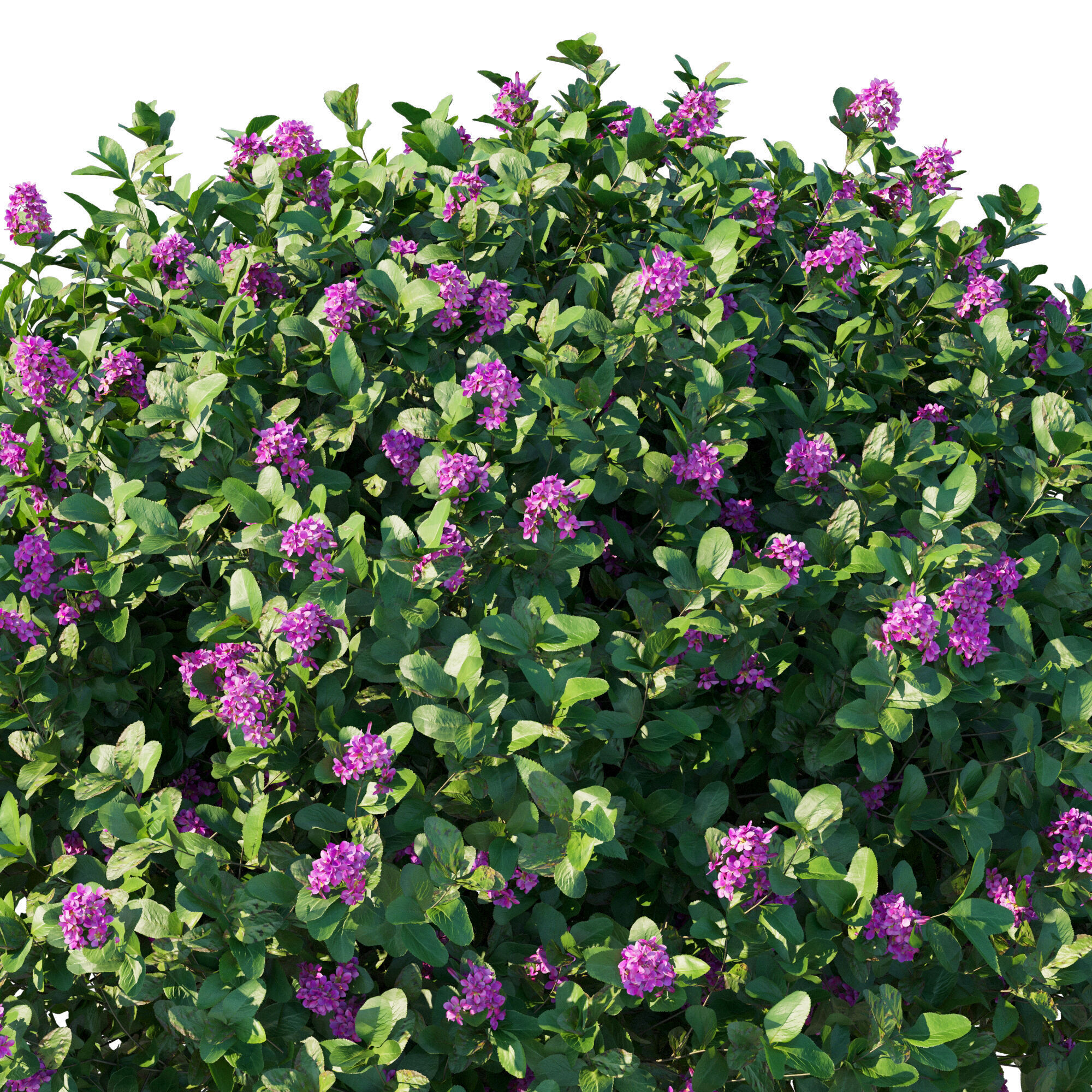 Escallonia Iveyi 04 3D model_3