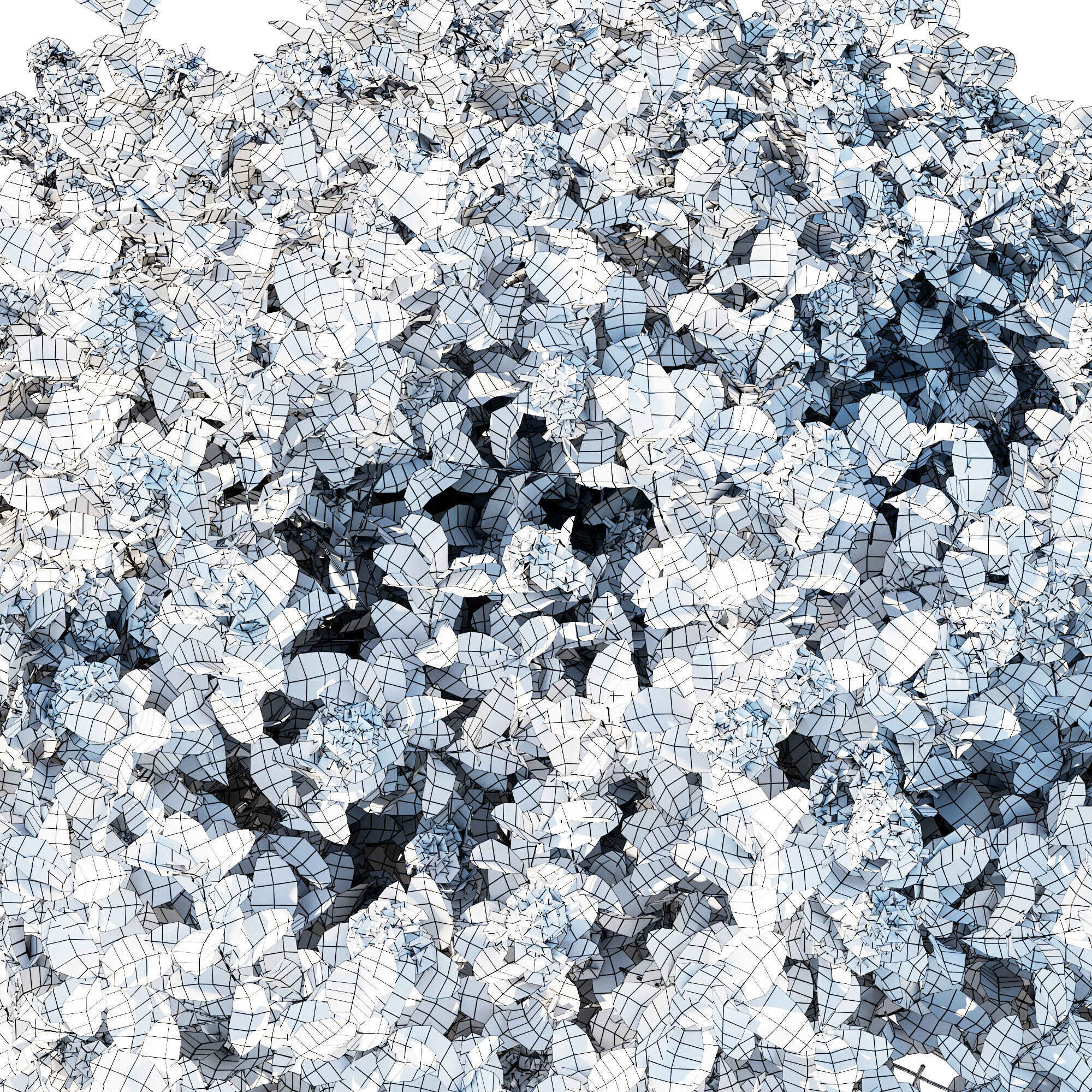 Escallonia Iveyi 04 3D model_4