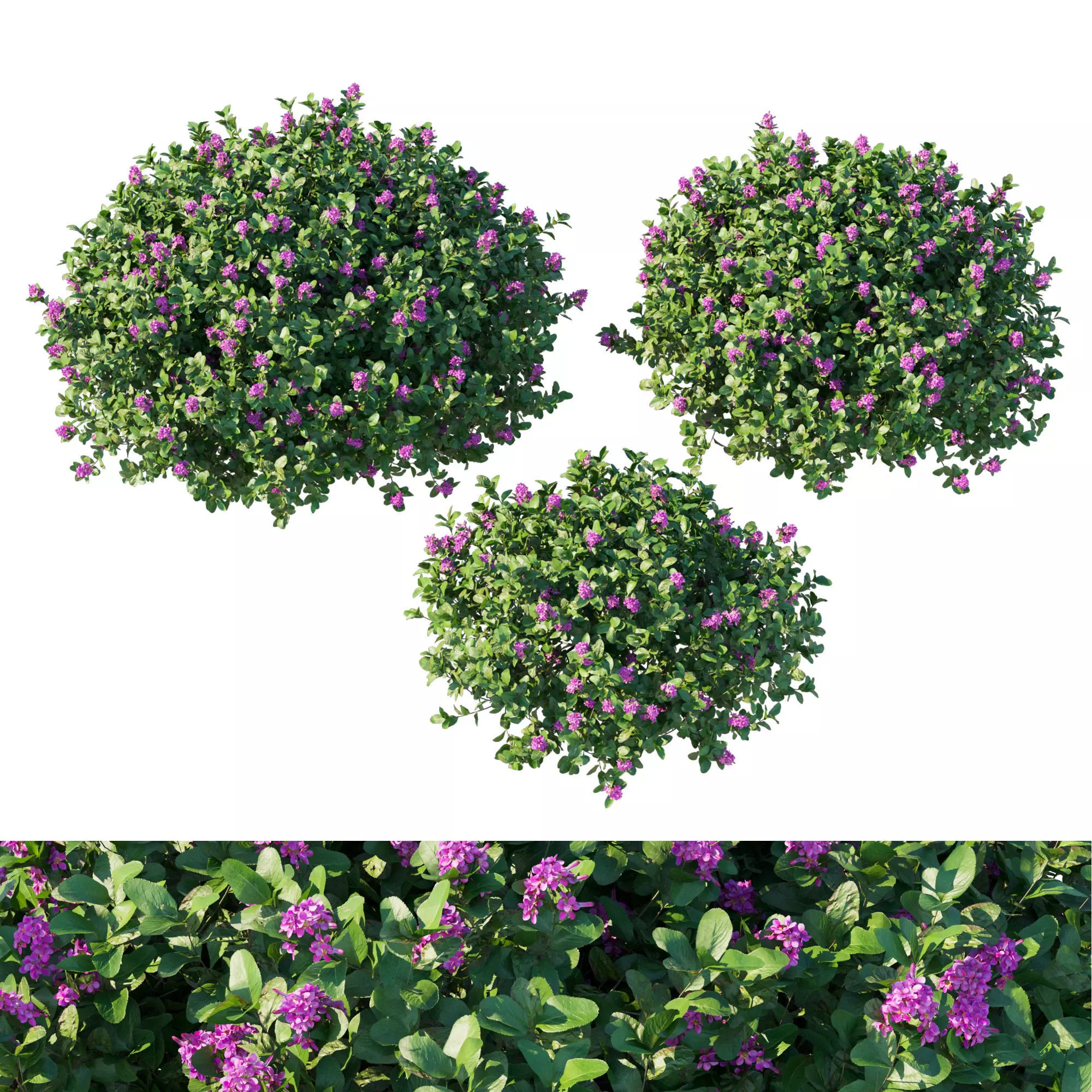 Escallonia Iveyi 04 3D model_0