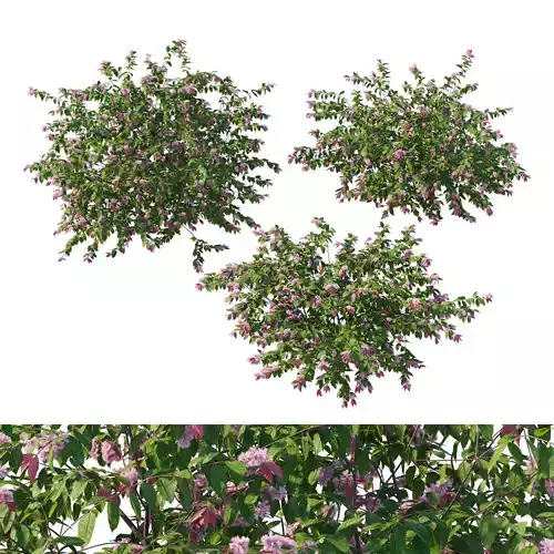 Syzygium cascade bush