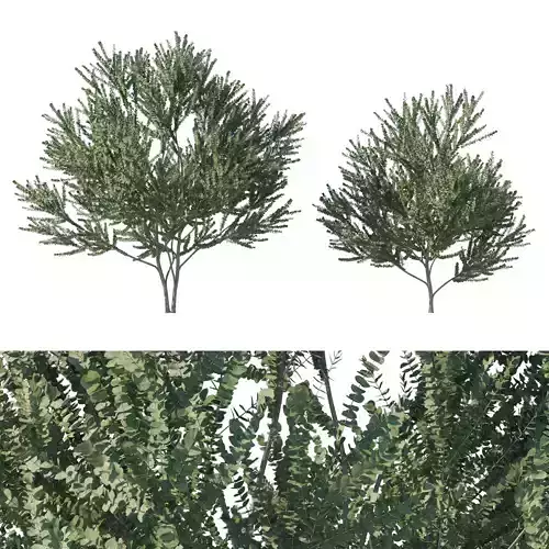 Eucalyptus cinerea tree 03