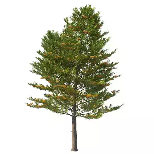 Grevillea robusta tree 02