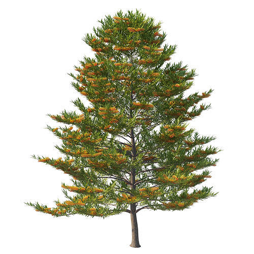 Grevillea robusta tree 03 3D model