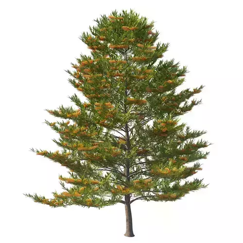 Grevillea robusta tree 03