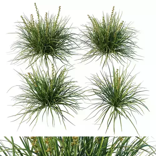 Lomandra Lime Tuff Grass