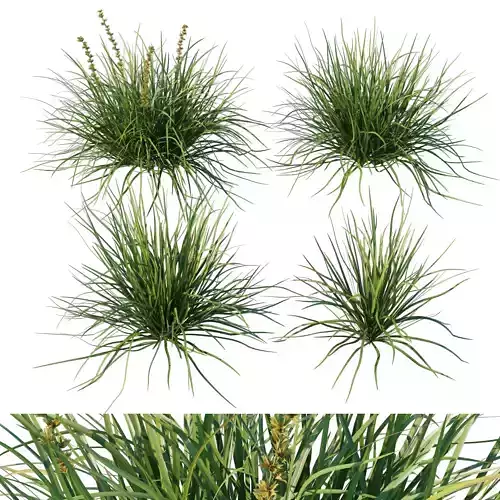 Lomandra Lime Tuff Grass 02